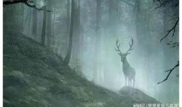 林深有鹿有哪些最新爆料,独家揭秘明星幕后故事与最新动态